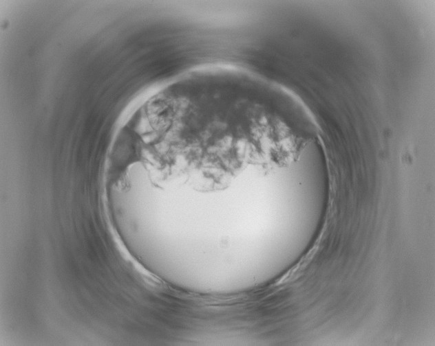 X0000066081440200603241421