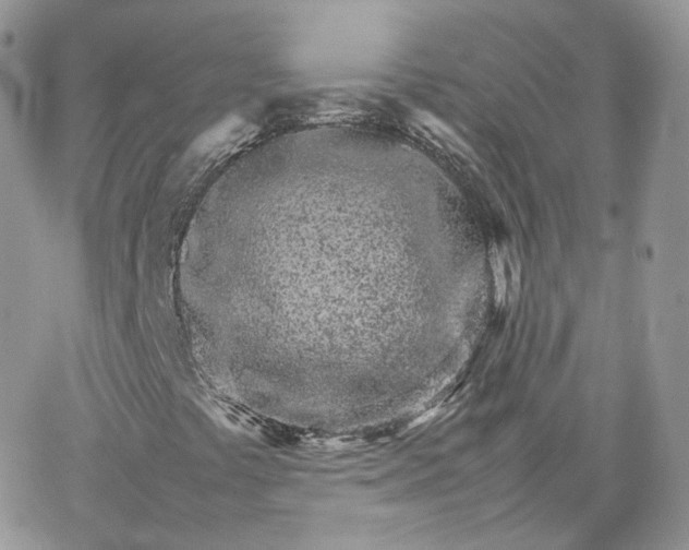 X0000066081441200603241420