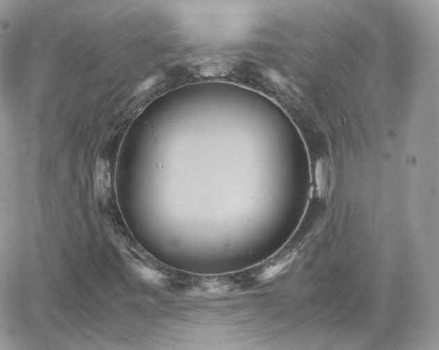 X0000066081443200603241420