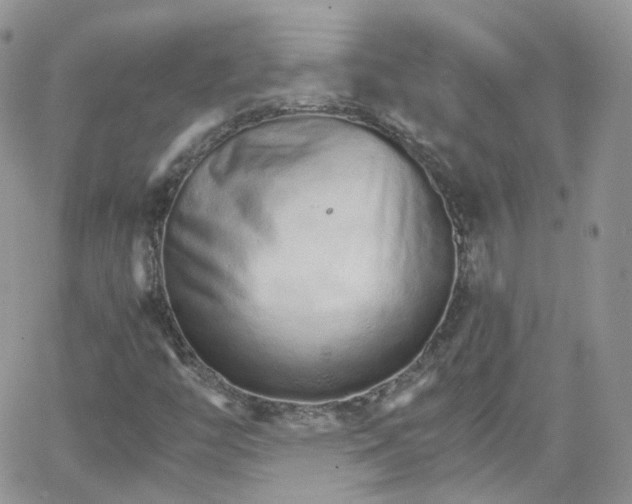 X0000066081446200603241420