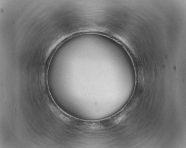 X0000066081460200603241420