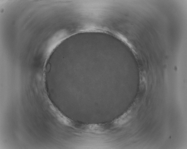 X0000066081463200603241419