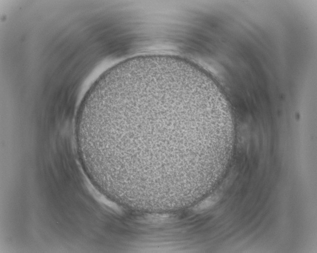 X0000066081470200603241419