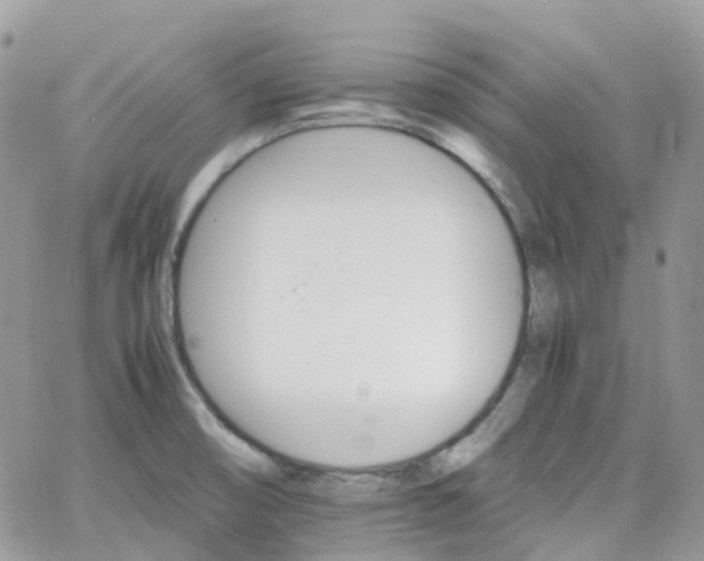 X0000066081474200603241419