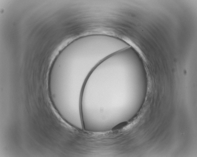 X0000066081477200603241419