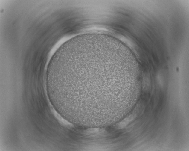 X0000066081478200603241419