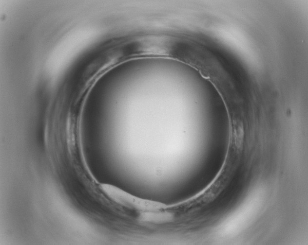 X0000066081487200603241419