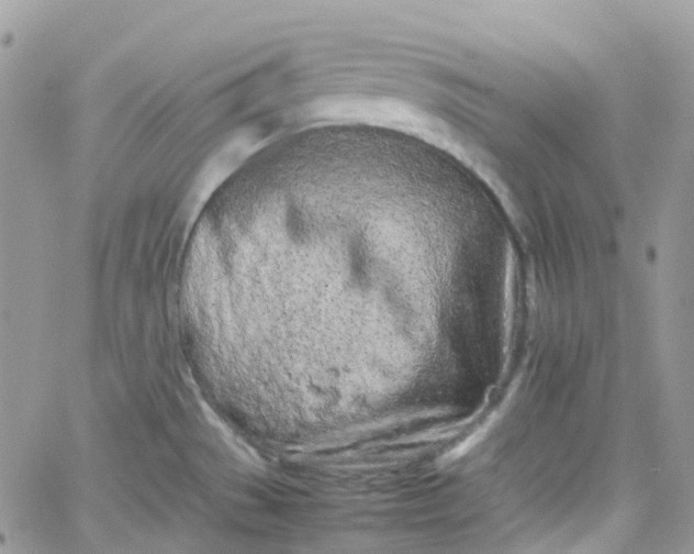 X0000066081529200603241419