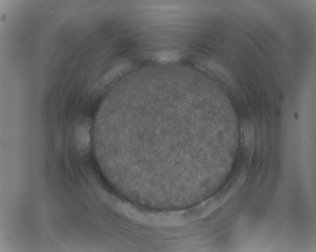 X0000066080032200603311946