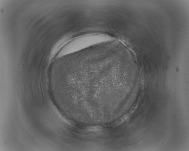 X0000066080053200603311945