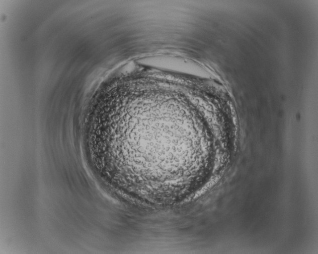 X0000066080097200603311945