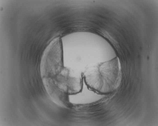 X0000066080165200603311944