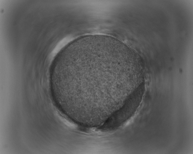 X0000066080295200603311942