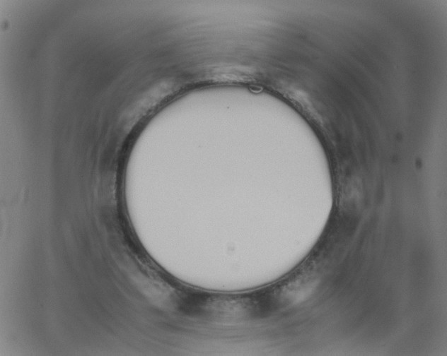 X0000066080299200603311942