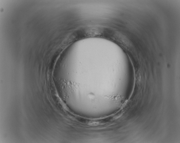 X0000066080315200603311942