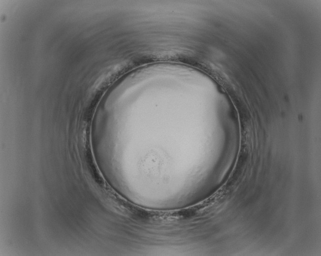 X0000066080495200603311939