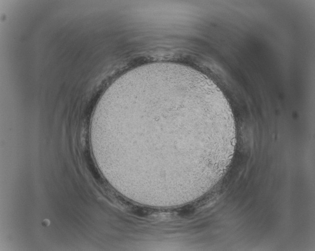 X0000066080499200603311939