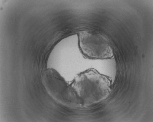 X0000066080573200603311938