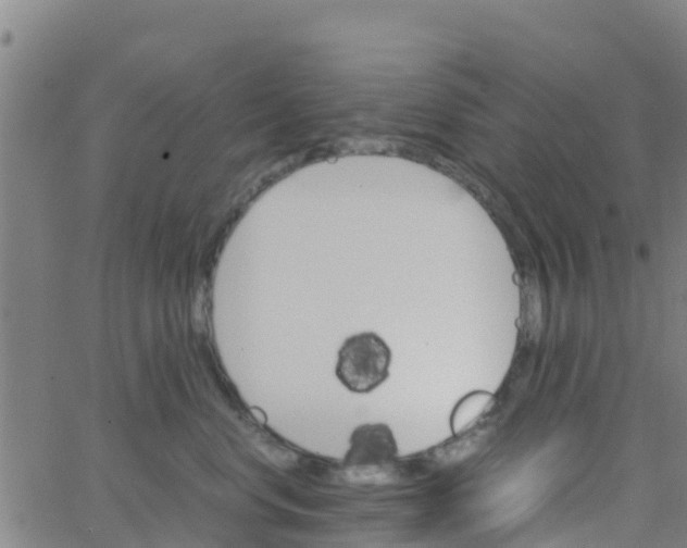 X0000066080668200603311936