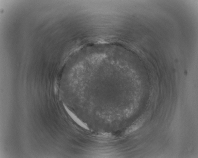 X0000066080720200603311935