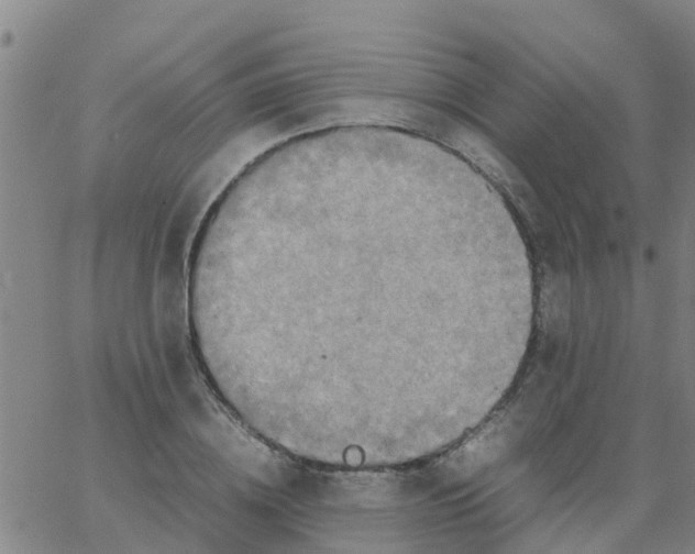 X0000066080836200603311933