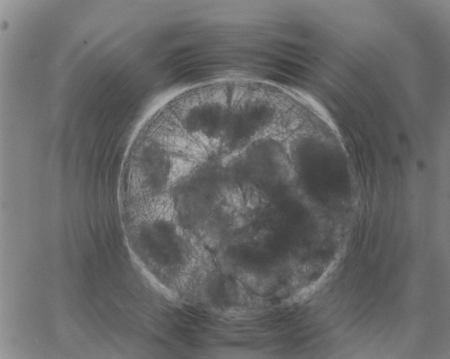 X0000066080839200603311933