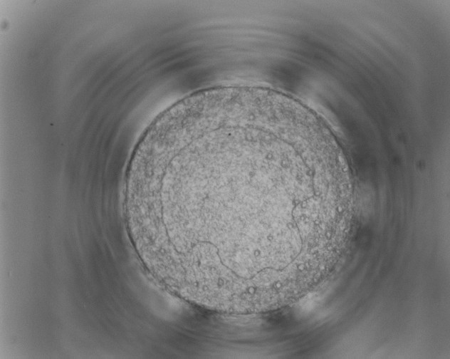 X0000066080856200603311933