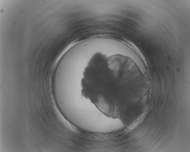 X0000066080859200603311933