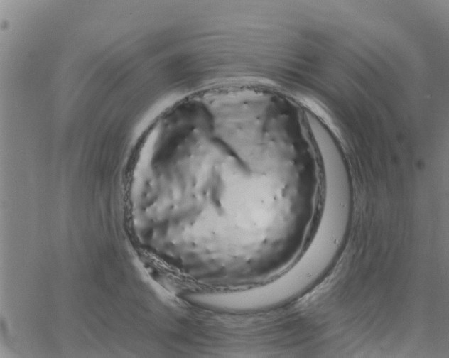 X0000066081046200603311930