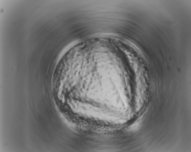 X0000066081050200603311930