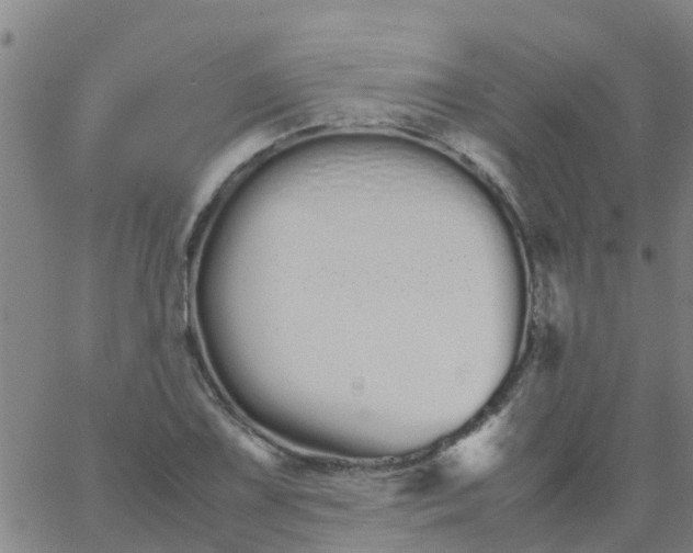 X0000066081075200603311929