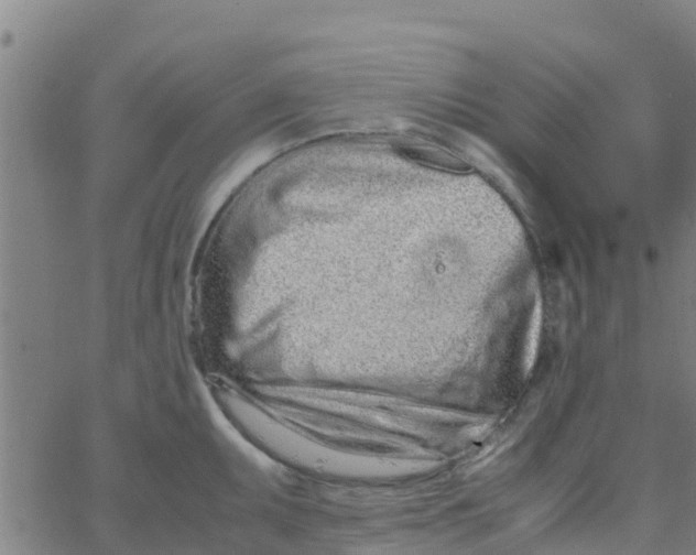 X0000066081095200603311929