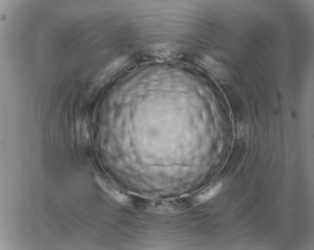 X0000066081106200603311928