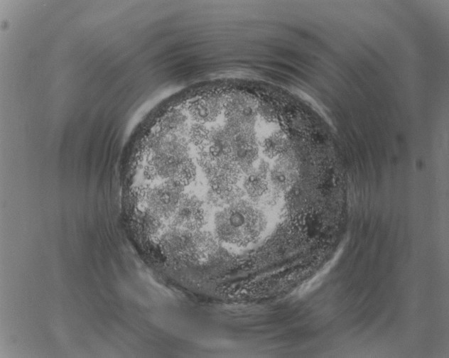 X0000066081117200603311928