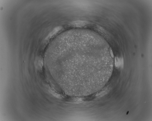 X0000066081155200603311928