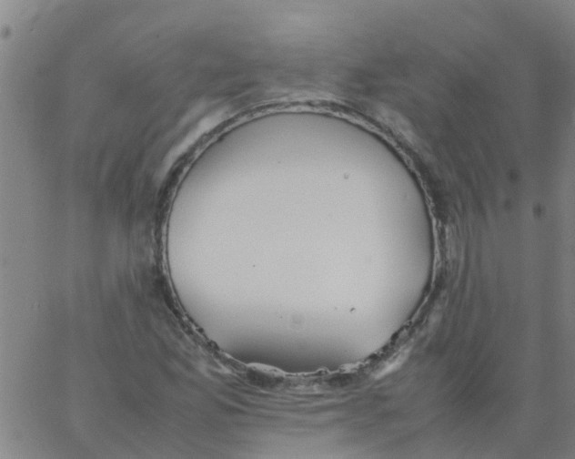 X0000066081165200603311928