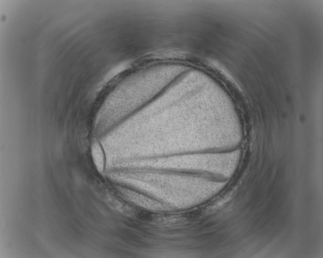 X0000066081213200603311927