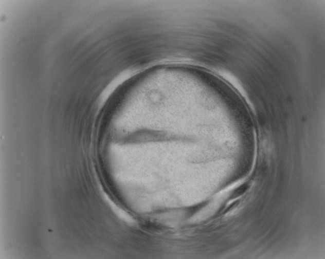 X0000066081245200603311927