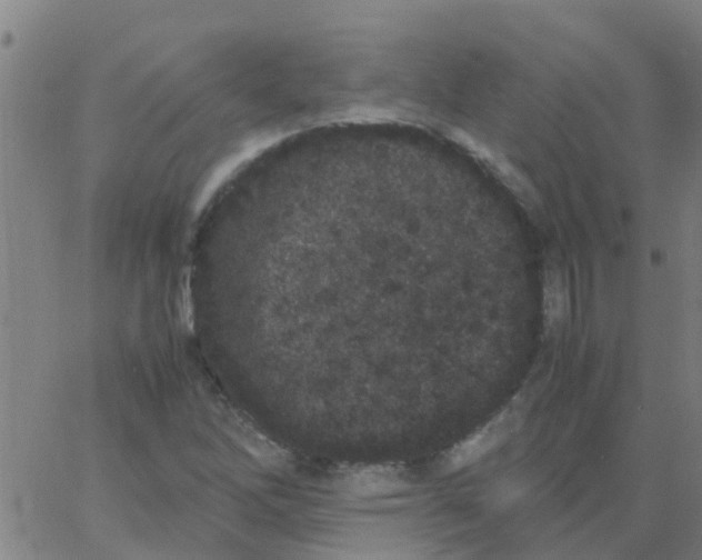 X0000066081262200603311926