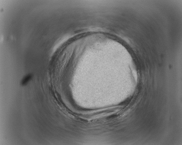 X0000066081263200603311926