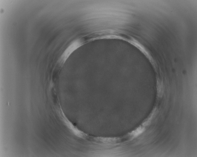 X0000066081289200603311926