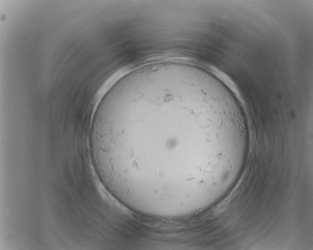 X0000066081338200603311925