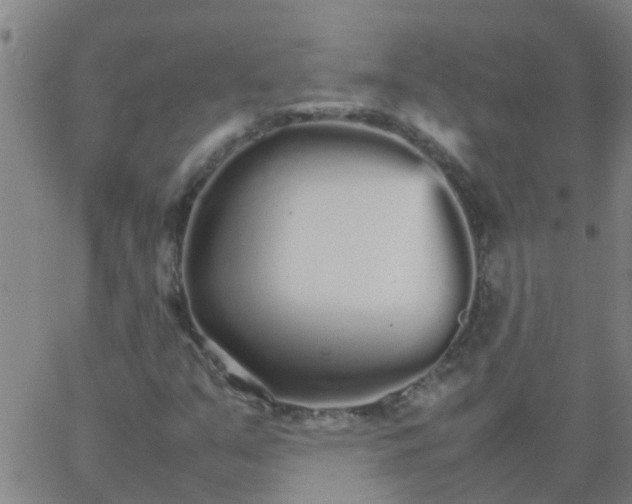 X0000066081351200603311925