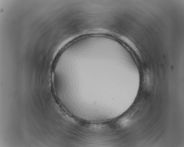 X0000066081364200603311924