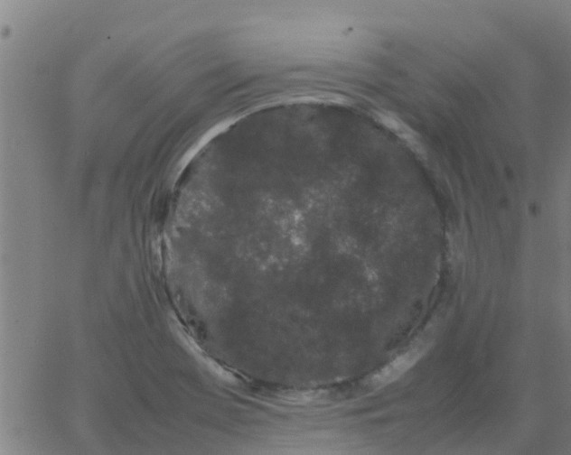 X0000066081369200603311924