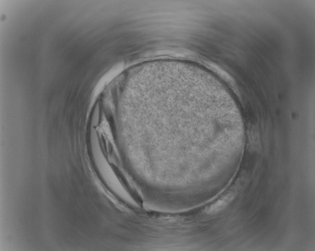 X0000066081373200603311924