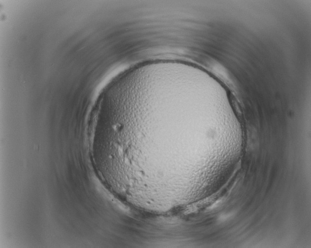 X0000066081384200603311924