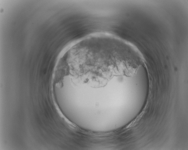 X0000066081440200603311924