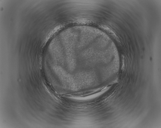 X0000066080496200604071735