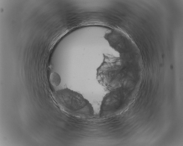 X0000066080529200604071734